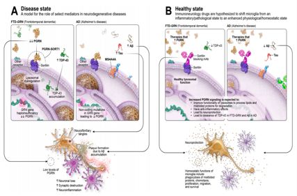 Neurotensin receptor SORT1