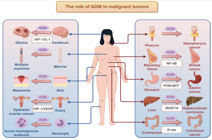 A key regulator of the vasculature ADM