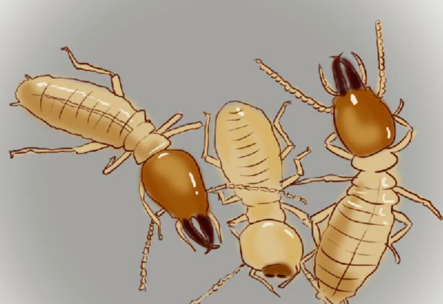 被 “害蟲(chóng)” 身份耽誤的建筑大師：白蟻巢穴里的工程奇跡