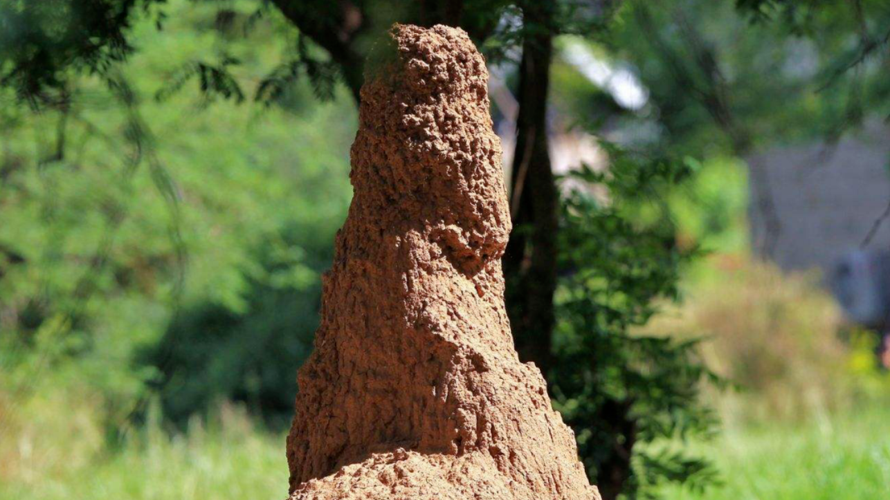 被 “害蟲(chóng)” 身份耽誤的建筑大師：白蟻巢穴里的工程奇跡