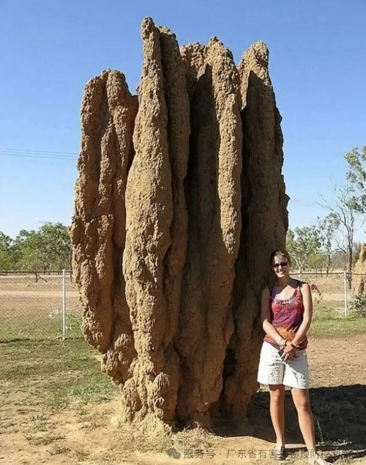 被 “害蟲(chóng)” 身份耽誤的建筑大師：白蟻巢穴里的工程奇跡