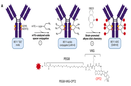 Wnt signaling coreceptor LGR5