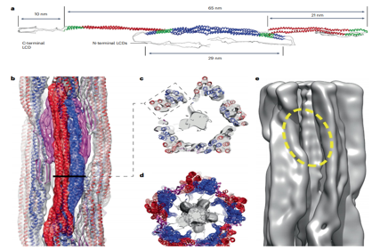 Cellular cytoskeleton regulatory protein VIM