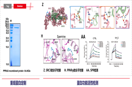 The ammonia produced by tumors promotes the enrichment of regulatory T-cells and inhibits the anti-tumor immune response