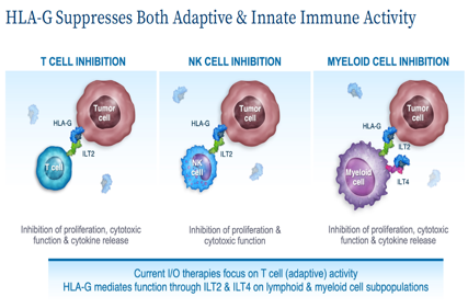 Tumor immune escape therapy target HLAG