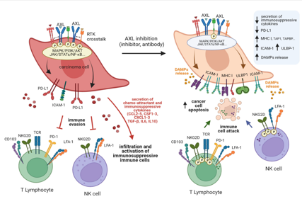 Tyrosine protein kinase receptor AXL