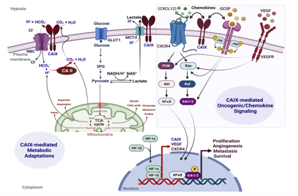 Carbonic anhydrase CA9