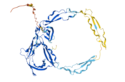The positive regulator of complement CFP