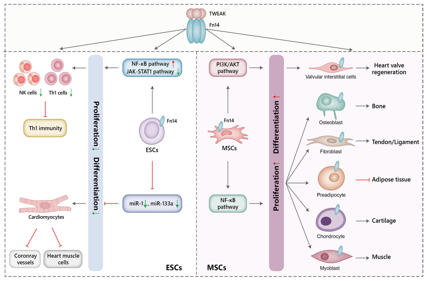 Tumor necrosis facto superfamily receptor TWEAKR