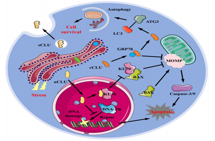 Tumor microenvironment homeostasis regulator CLU