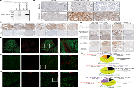 Emerging immune regulatory target BTN1A1