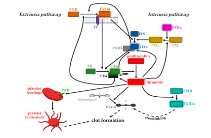 Coagulation pathway promoter CD142