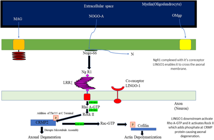 Nervous system regulatory factor LINGO1