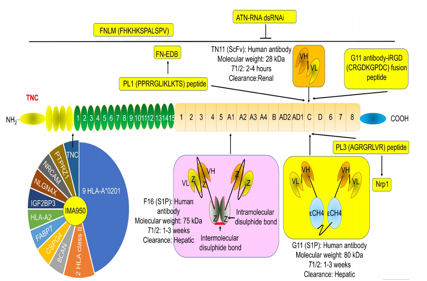 Angiogenesis regulatory target TNC