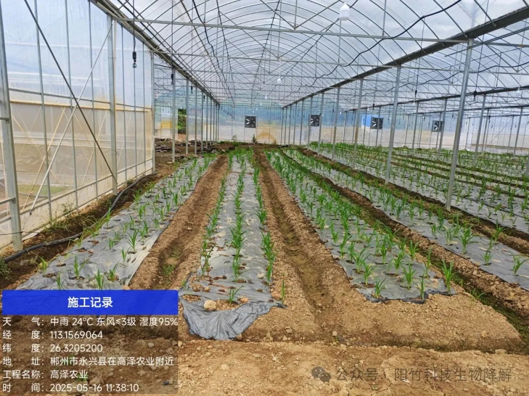 竹纤维地膜显身手,郴州玉米田里的“绿色革命”成功落地! 竹纤维地膜显身手,郴州玉米田里的“绿色革命”成功落地!