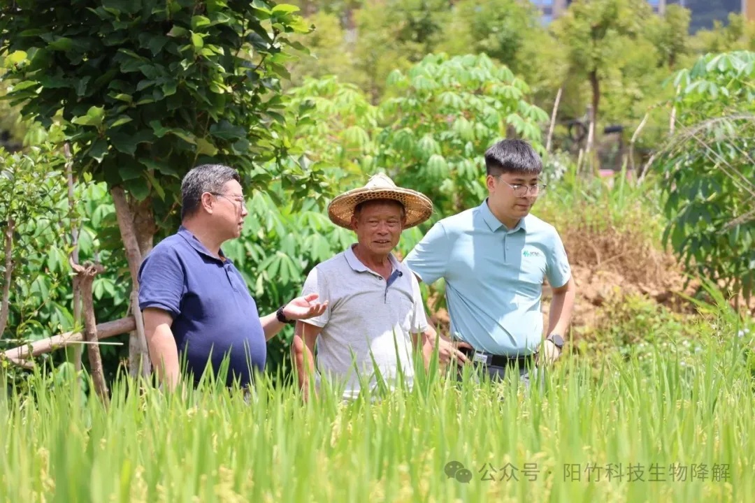 破题“白色污染”!国产竹纤维地膜实现全降解 破题“白色污染”!国产竹纤维地膜实现全降解