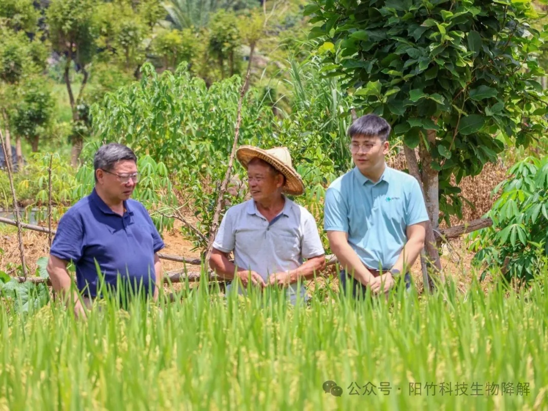 破题“白色污染”!国产竹纤维地膜实现全降解 破题“白色污染”!国产竹纤维地膜实现全降解