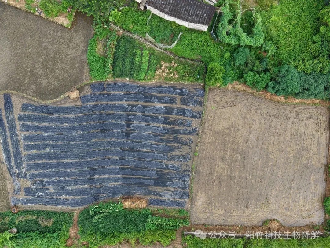 绿膜护田,科技助农!竹纤维地膜在永春展现“硬实力” 绿膜护田,科技助农!竹纤维地膜在永春展现“硬实力”