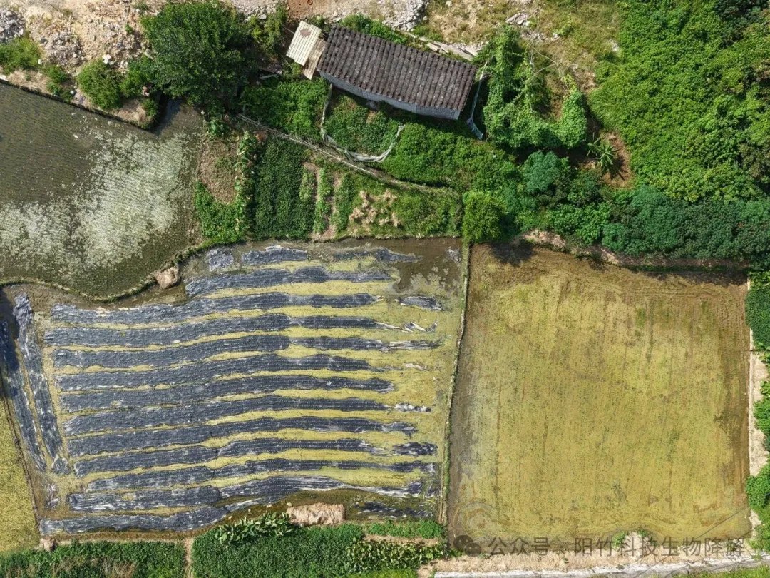 绿膜护田,科技助农!竹纤维地膜在永春展现“硬实力” 绿膜护田,科技助农!竹纤维地膜在永春展现“硬实力”