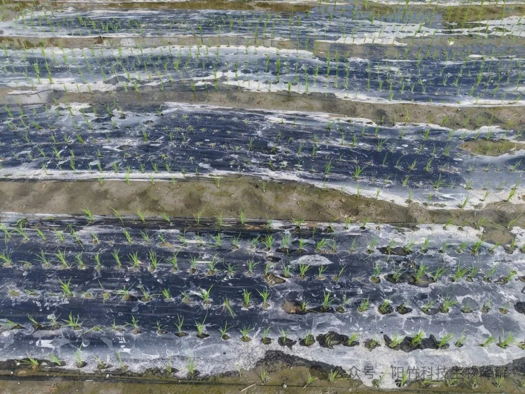 绿膜护田,科技助农!竹纤维地膜在永春展现“硬实力” 绿膜护田,科技助农!竹纤维地膜在永春展现“硬实力”