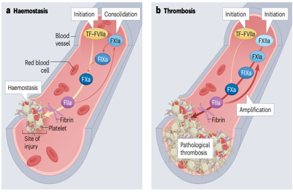 Coagulation factor F11