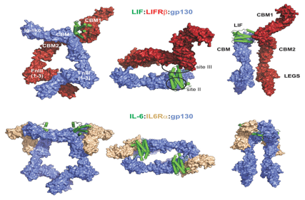 Leukemia inhibitory factor LIF