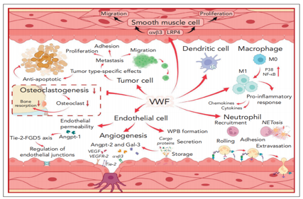 Von Willebrand factor VWF