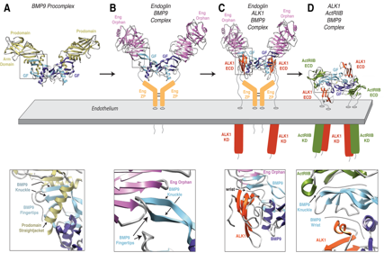 Vascular development regulatory factor ACVRL1