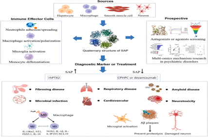 Calcium dependent agglutinin APCS