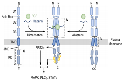 Protein family FGF