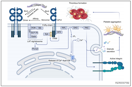 The platelet glycoprotein GP6