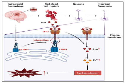 STIM1 regulates iron homeostasis and promotes neuronal ferroptosis to aggravate cerebral hemorrhage