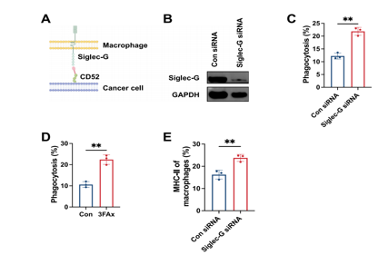 Sialylated Inhibitory Receptor Ligand CD52