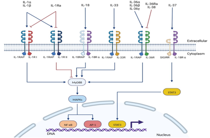 Inflammatory cytokine receptor IL1RAP
