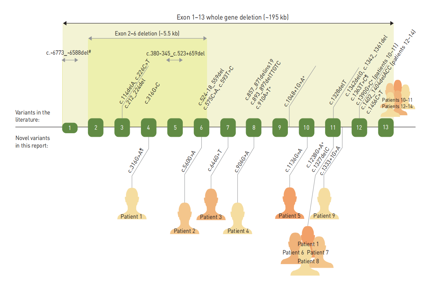Sodium dependent phosphate transporter SLC34A2