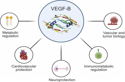 Vascular endothelial growth factor VEGFB
