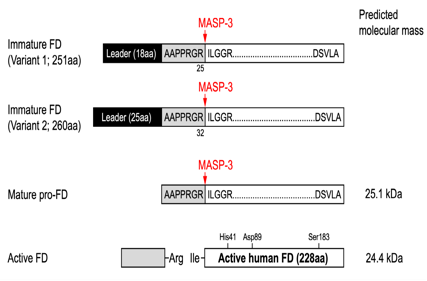 Complement alternative pathway rate limiting enzyme CFD