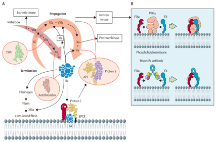 The Coagulation factor FIX