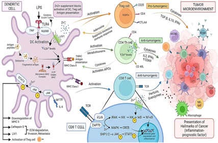 The zinc transporter SLC39A6