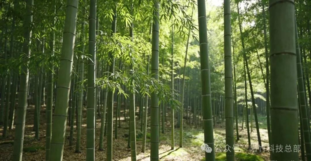 转载丨“以竹代塑”体系初建,我国竹产业年产值超5200亿元 转载丨“以竹代塑”体系初建,我国竹产业年产值超5200亿元