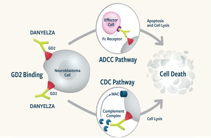 Tumor treatment target Ganglioside GD2