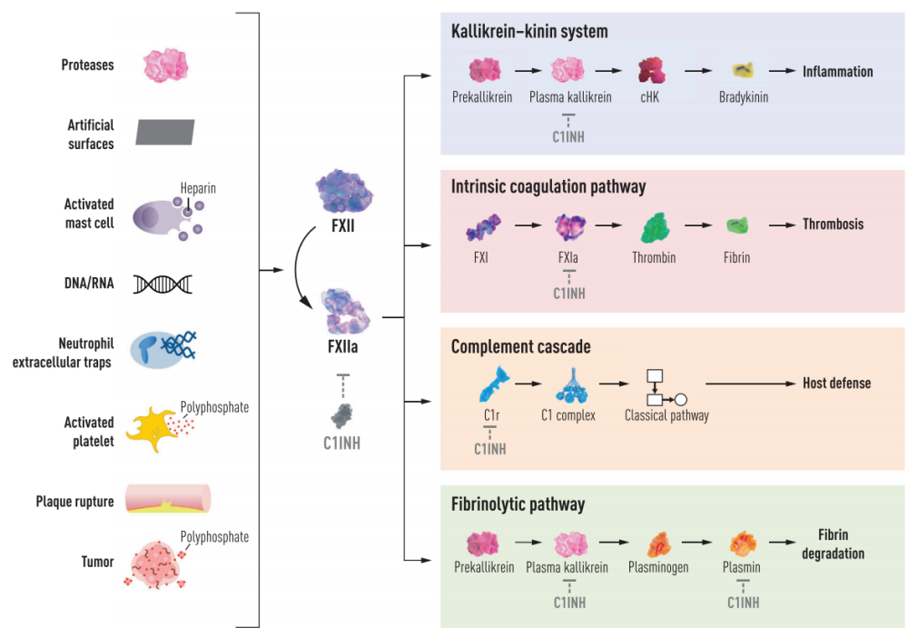 Contact-activated serine protease F12