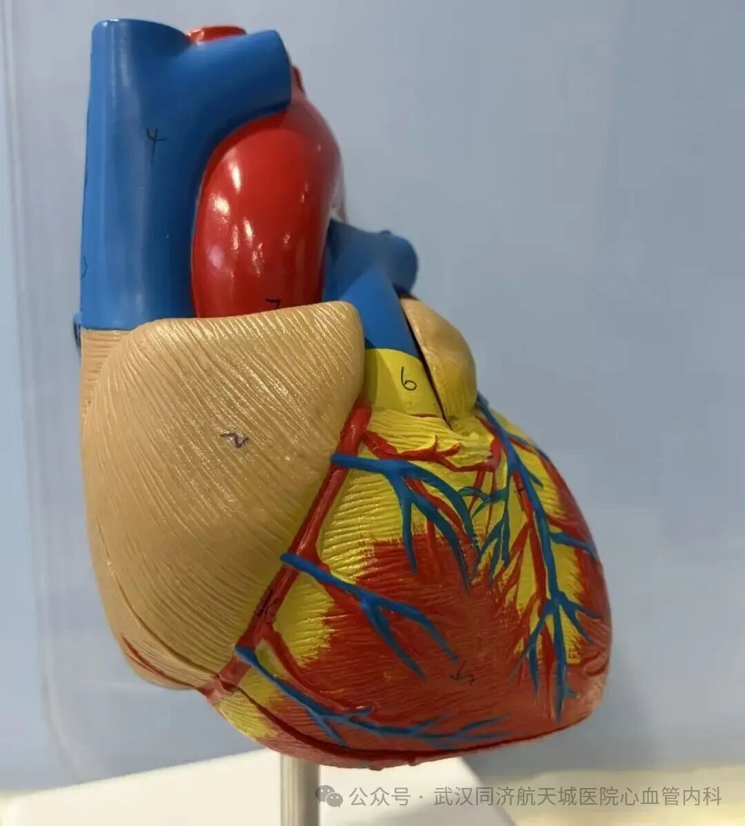 你的心脏有话说