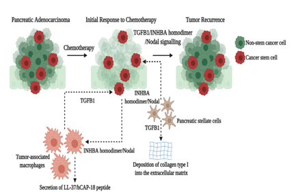 Tumor microenvironment regulatory factor INHBA