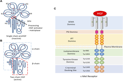 Hepatocyte growth factor HGF