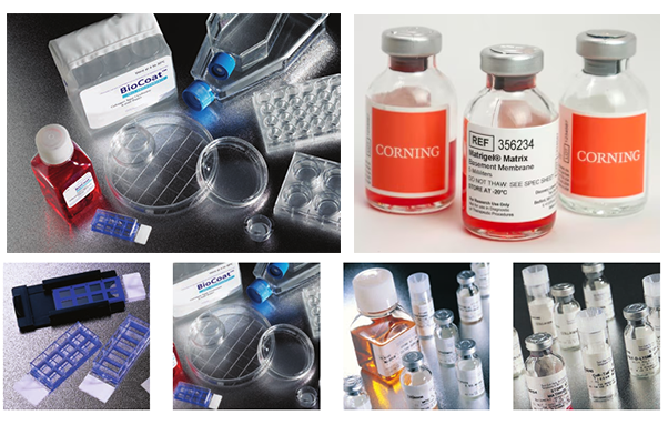 喜报!北京照生菜博商贸获康宁生命科学2026年度授权分销商资质 喜报!北京照生菜博商贸获康宁生命科学2026年度授权分销商资质