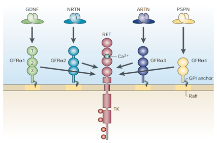 The therapeutic target of neuralgia GFRA3