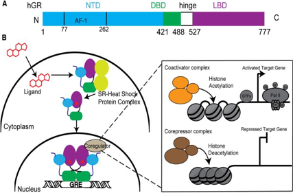Nuclear receptor subfamily 3 group C member 1