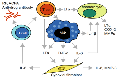 Lymphotoxin LTA