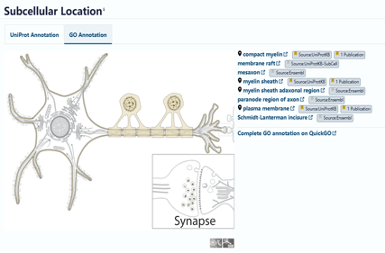 Myelin Associated Glycoprotein MAG